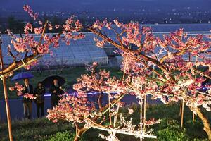 ライトアップされたぴあパークとうりんぼの桃畑＝１５日、刈羽村刈羽