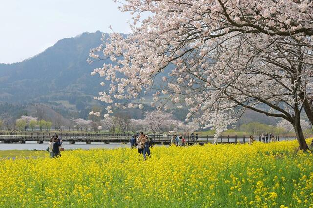 桜と菜の花のコントラストを楽しむ見物客＝１１日、新潟市西蒲区松野尾