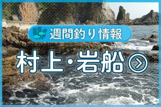 岩船沖の船釣りでアオリイカ好調、胴長20〜27センチが10匹前後
