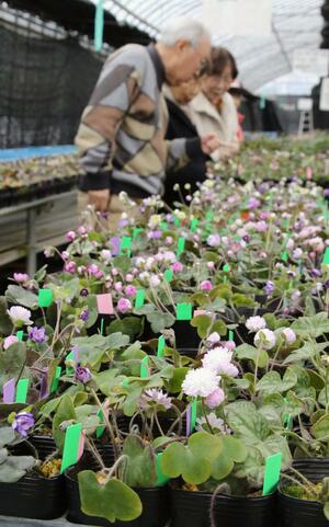 かれんな雪割草が並ぶ「雪割草祭り」の会場=五泉市愛宕
