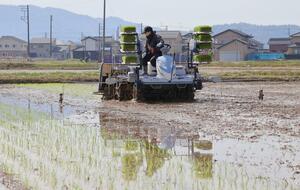 県内で最も早く行われた「葉月みのり」の田植え＝１５日、柏崎市