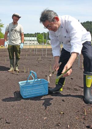 津南産アスパラガスを収穫体験した清水誠総料理長＝津南町貝坂