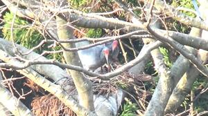 野生下で今季初めて営巣が確認されたトキのペア＝１６日、佐渡市（環境省提供）