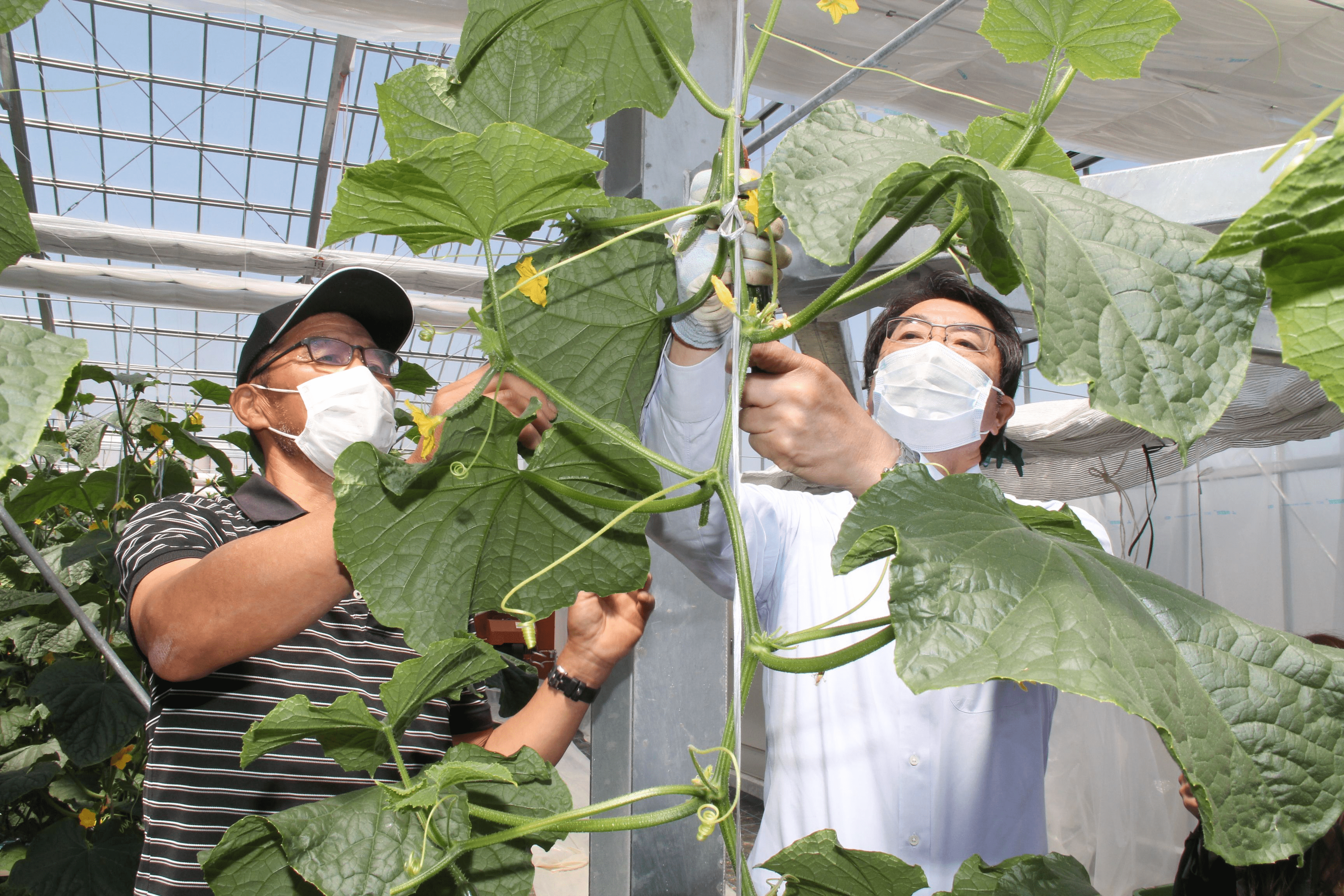 キュウリ栽培にｉｃｔ活用 新潟日報デジタルプラス