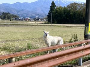 4月14日に新発田市太斎の田んぼに現れたカモシカとみられる個体(新発田市提供)