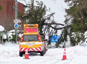 倒木で一時、車が通れなくなった護国神社近くの道路=2月8日午前11時30分ごろ、新潟市中央区