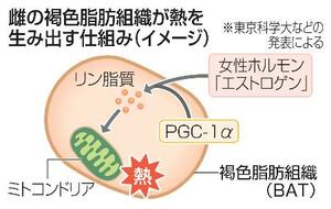 雌の褐色脂肪組織が熱を生み出す仕組み(イメージ)