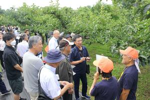 移住者が栽培する柿園地を見学する大会参加者=佐渡市羽茂村山