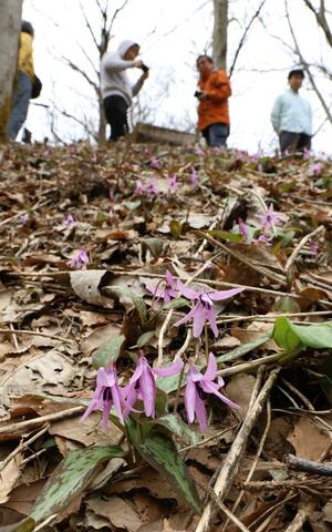 国営越後丘陵公園内の斜面に咲き始めたカタクリの花=3月31日、長岡市親沢町
