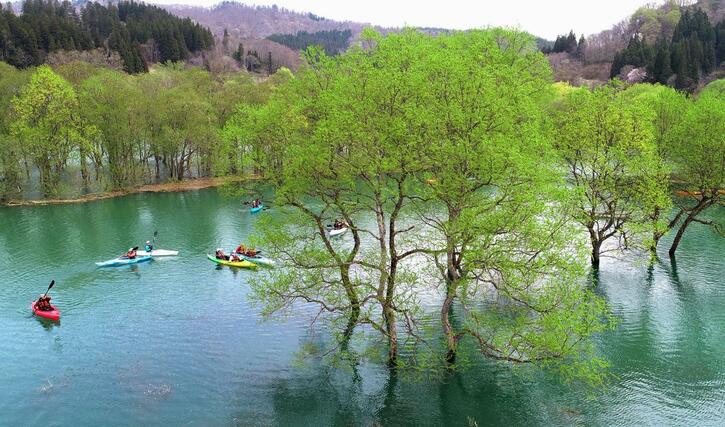 ヤナギの木々の新緑が映え、アクティビティーを楽しむ人でにぎわう白川湖の水没林＝２０日午前、山形県飯豊町（ドローンから、山形新聞社提供）
