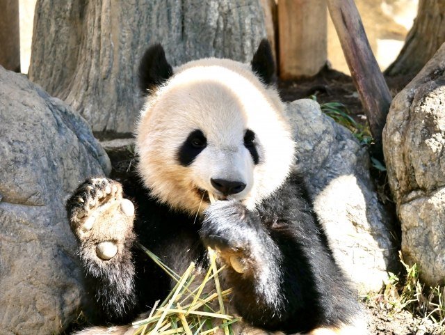 上野動物園、パンダ2匹を中国に返還 「シャオシャオ」と「レイレイ
