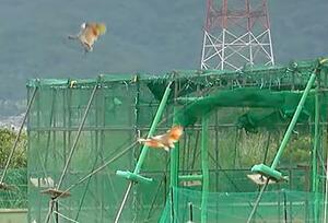 石川県羽咋市で新たに放鳥されたトキ=14日(ユーチューブの石川県公式チャンネルから)