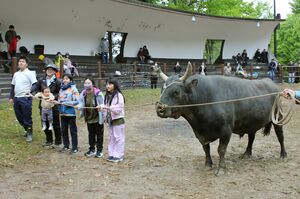 闘牛場に入って、引き回し体験や記念撮影を行ったプレイベント=4月29日、長岡市の山古志闘牛場