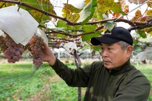 副梢栽培で成熟を遅らせたブドウ「甲州」の果実を見る岸本宗和・山梨大准教授=甲府市、2025年11月