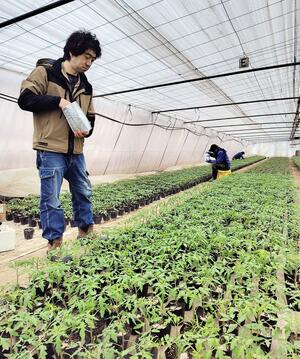 ビニールハウスでトマトの苗を育てる濁川生産組合の田村雄太郎代表理事＝新潟市北区