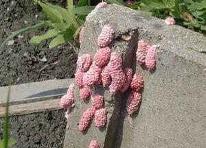 ジャンボタニシの卵塊(農林水産省提供)