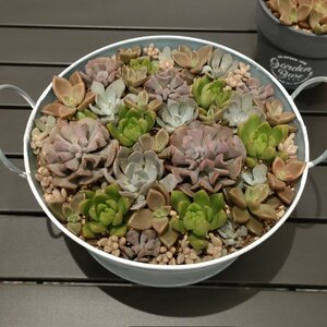 半年前の”牛丼”にしか見えないといわれている多肉植物の寄せ植え／了（@goringo2828）さん提供