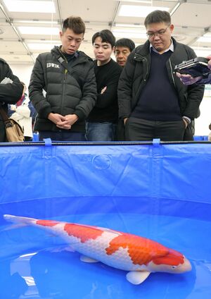国内外の愛好家らが訪れた「全日本総合錦鯉品評会」=1月、東京都大田区