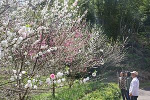 小木ノ城跡で見ごろを迎えているハナモモ＝出雲崎町