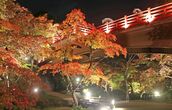 新潟県内の紅葉スポット・ライトアップ情報まとめ!弥彦・湯沢・佐渡…名所から穴場まで、見頃はいつ?