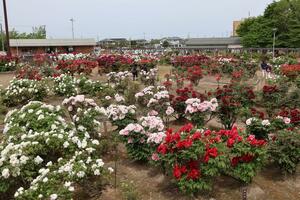 
大輪の花が咲き誇るぼたん百種展示園＝４月３０日、五泉市赤海
