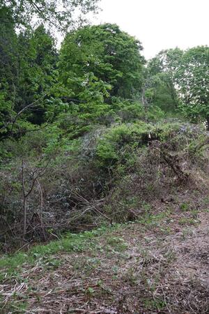 男性がクマに襲われた付近とみられるやぶ=15日、南魚沼市泉盛寺