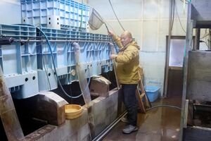 屋内の無泥養殖施設でドジョウの世話をする鈴木常治さん=十日町市重地