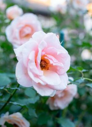 東京都北区の旧古河庭園で咲いた秋のバラ。日本産の「琴音」という品種