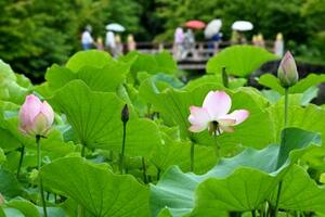 「白水阿弥陀堂境域」の浄土庭園で開花したハス=25日午前、福島県いわき市