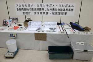 　押収された捕獲道具やウシガエルなど＝４日午前、警視庁城東署