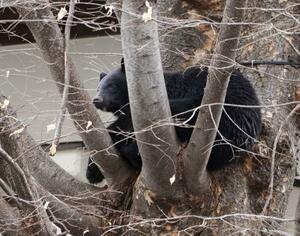 　２０２５年４月、盛岡市の寺の敷地に入り込んだクマ