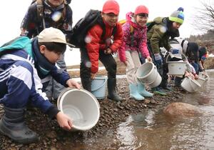 サケの稚魚を放流する下黒川小の児童たち＝上越市柿崎区岩手