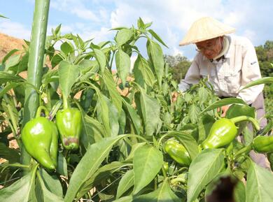 水不足】上越地域のピーマン出荷減…茶色く変色し大量廃棄「早く雨降っ