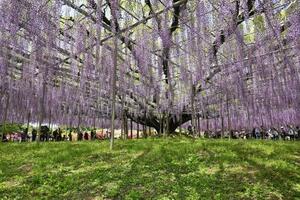 栃木県足利市の「あしかがフラワーパーク」のシンボル「大藤」=5月