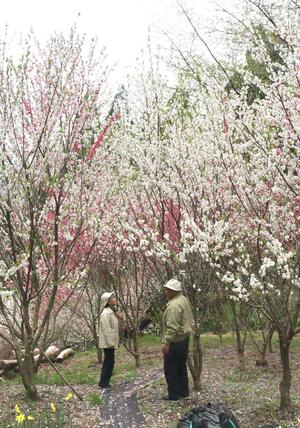 山道に美しく咲き誇るハナモモ=4月20日、出雲崎町
