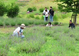 ラベンダーが咲き誇る中、花摘みを楽しむ来園者=6月27日、阿賀町津川