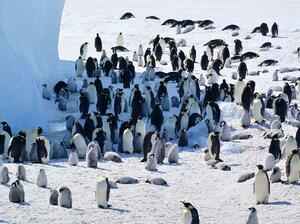 　南極・ロスチャイルド島のコウテイペンギンの群れ。羽毛が灰色なのがひな（（Ｃ）Ｐｈｉｌｉｐ　Ｔｒａｔｈａｎ／ＩＵＣＮ提供）