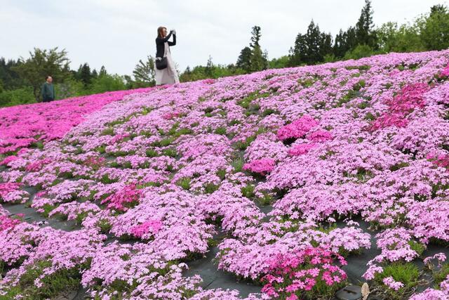 公園に広がる色鮮やかなシバザクラ＝８日、魚沼市根小屋