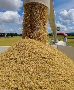 収穫されたコメ=8月、新潟県三条市