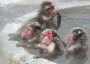 　北海道・函館市熱帯植物園で温泉に漬かるニホンザル＝１４日午前