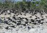 　砂浜で繁殖するセグロアジサシの集団＝２０２２年５月、東京都小笠原村・南鳥島（川上和人さん提供）