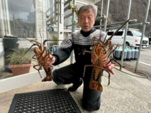 ダイバーらが見つけた伊勢エビ=2月1日、佐渡市(フリーウェイ提供)