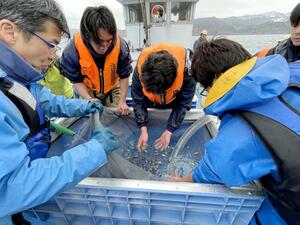 ノドグロの稚魚を放流する海洋高の生徒ら=12日、糸魚川市の筒石沖(近畿大提供)
