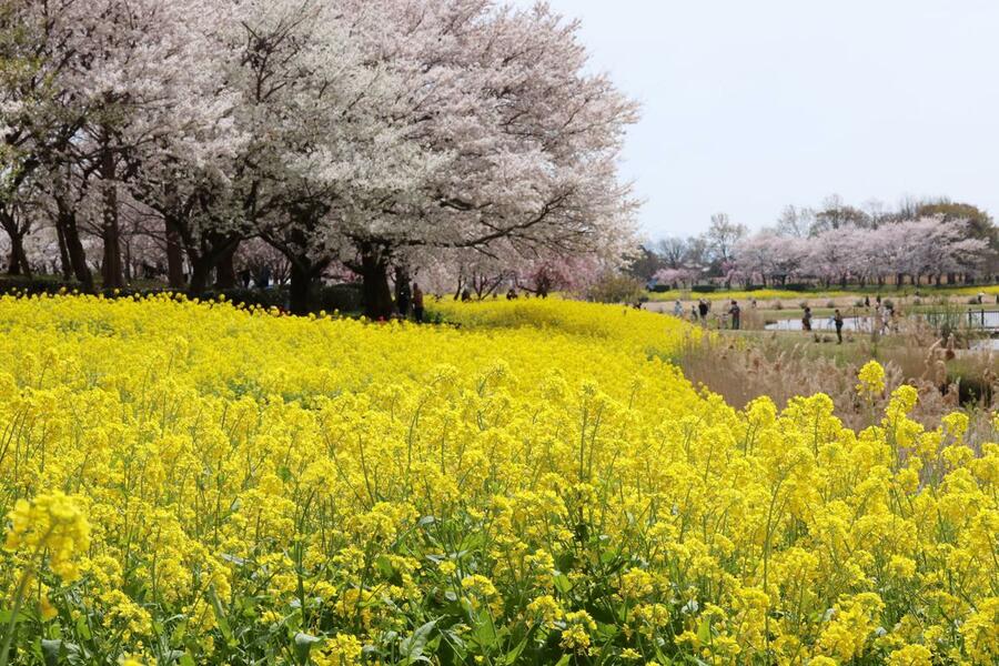 色と香り華やぐ…菜の花×桜で春満開♪新潟市西蒲区・上堰潟公園で見頃