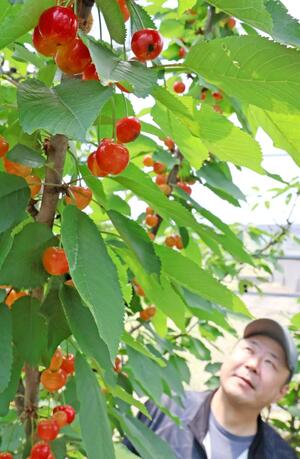 収穫期を迎えた矢代農園のサクランボ=6月5日、上越市寺町