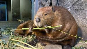 5月6日に死んだマリンピア日本海のアメリカビーバー「ナゴミ」=マリンピア日本海提供