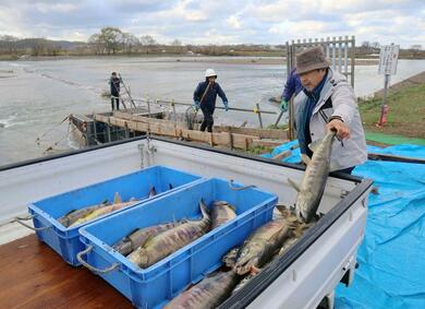 鮭は幻の魚に…？「鮭の町」新潟県村上市がピンチ！捕獲数が激減、全国