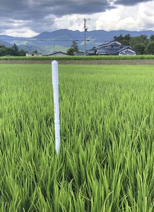 水田の水位などの情報を記録するセンサー（ＮＴＴコミュニケーションズ提供）