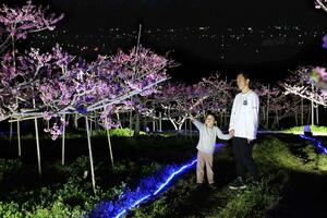 19日までライトアップが行われる「ぴあパークとうりんぼ」の桃畑=4月16日、刈羽村刈羽
