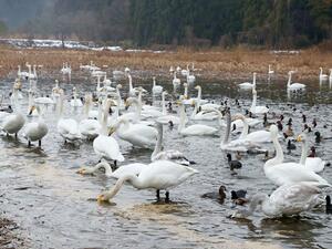 長嶺大池で飛来のピークを迎えているハクチョウ=柏崎市西山町長嶺